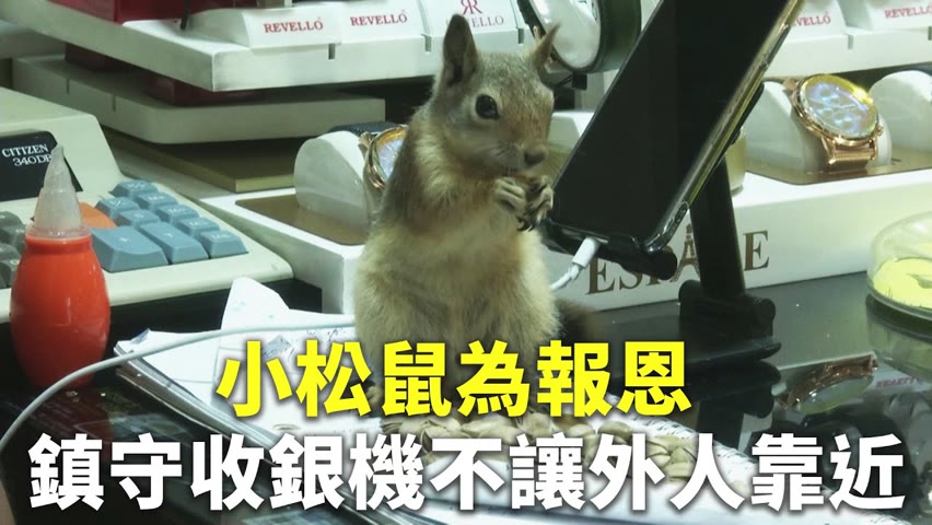 小松鼠為報恩 鎮守收銀機不讓外人靠近 - 可愛動物 - 新唐人亞太電視台