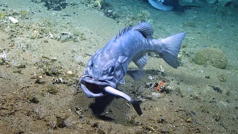 A Shark Was Swallowed Whole During a Rarely Seen Deep-Sea Feast