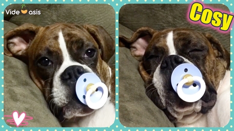 Boxer Puppy Lovers Her Pacifier ｜VideOasis