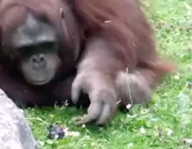 Orangutan Rescues Baby Bird