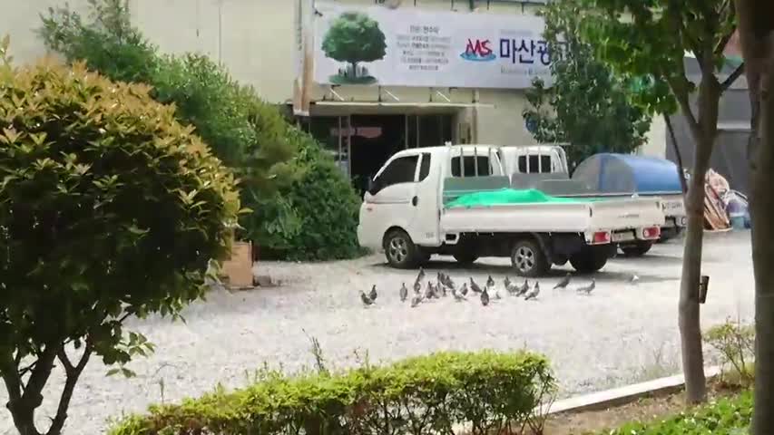 Pigeons did not move
