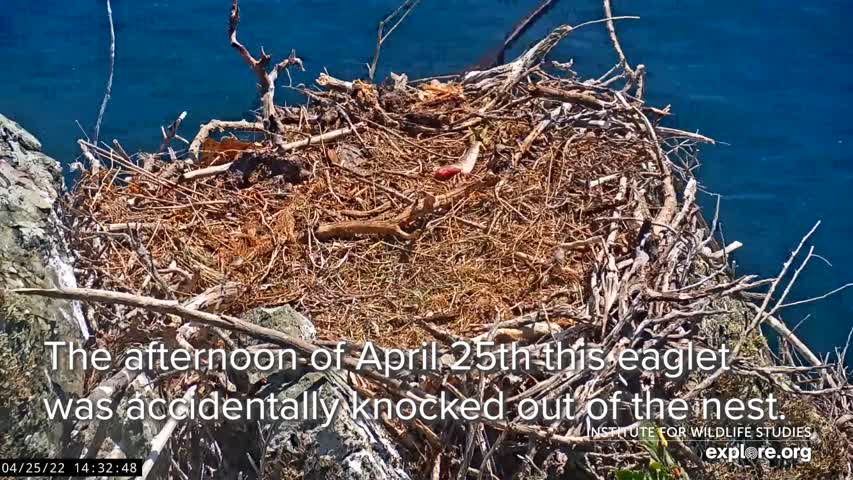 Rescatan águila bebé calva tras caída accidental de su nido