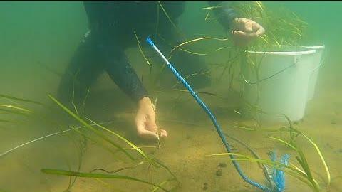 Подводные садовники: луга из водорослей высаживают на дне датского фьорда