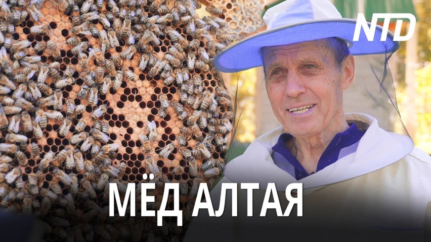 Традиции пчеловода: как живёт пасека на Алтае