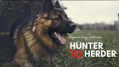 GERMAN SHEPHERD DOG: HUNTER TO HERDER