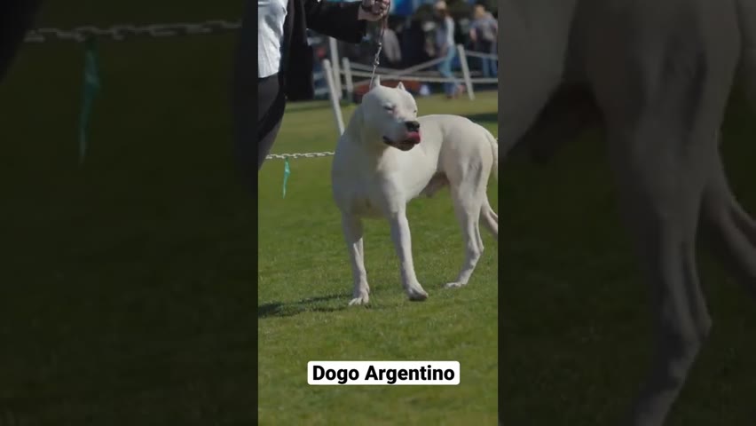 Dogo Argentino #shorts