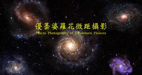 2022-0511 Udumbara Flowers in Macro Photography 優曇婆羅花微距攝影