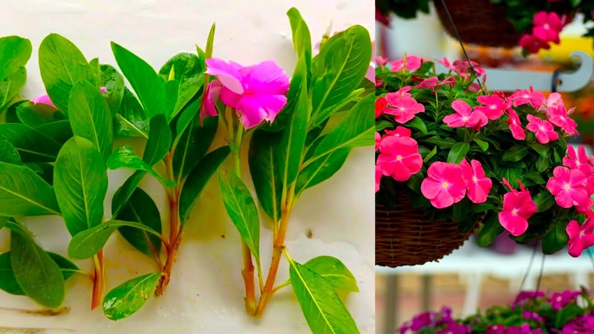 How to grow Vinca from cuttings - With 100% Success