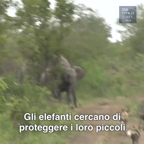 Wild Elephants Protect Young From Wild Dogs
