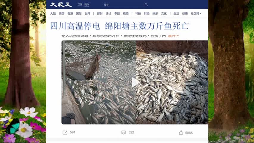 四川高温停电 绵阳塘主数万斤鱼死亡 2022.08.21
