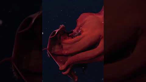 The Vampire Squid from Hell #shorts