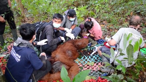Three Orangutans Rescued by Animal Conservation Agency in Indonesia 