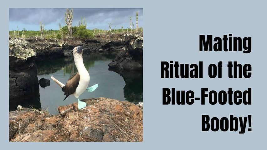 Amazing Experience to Watch the Mating Ritual of the Blue-Footed Booby!