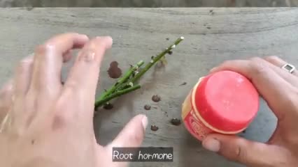 How to grow Rose from cutting|Easiest way to grow Rose plant|how to grow Rose plant|Rose Plant