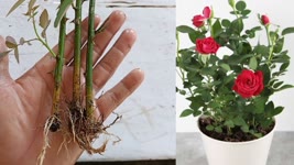 How to grow Rose from cutting|Easiest way to grow Rose plant|how to grow Rose plant|Rose Plant