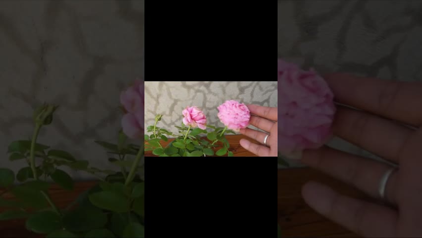 Rose flower #shorts #shortsfeed #shortvideo  #rose #gardening #youtubeshorts #youtube