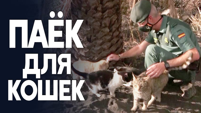 Полиция снабжает едой потерянных кошек на Пальме