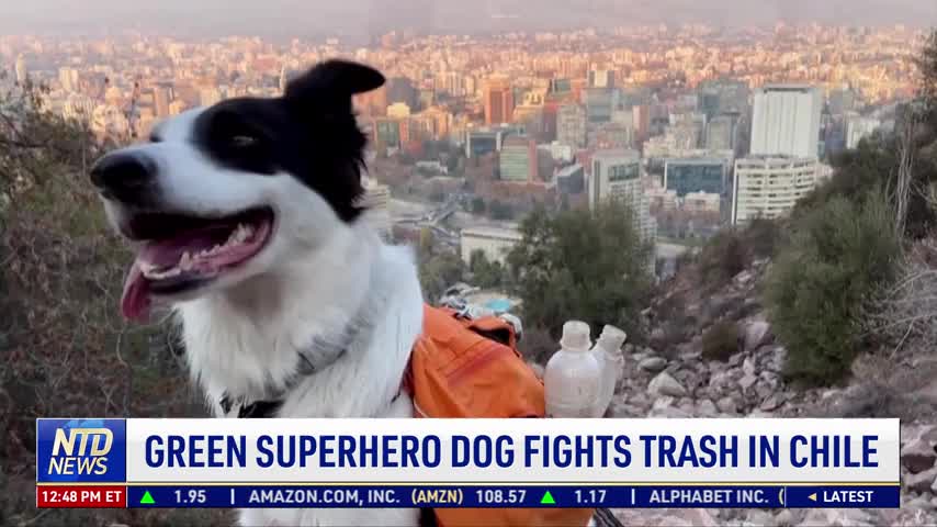 Green Superhero Dog Fights Trash in Chile