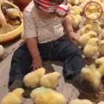¡A esta bebé le encanta estar rodeada de pollitos! 😍