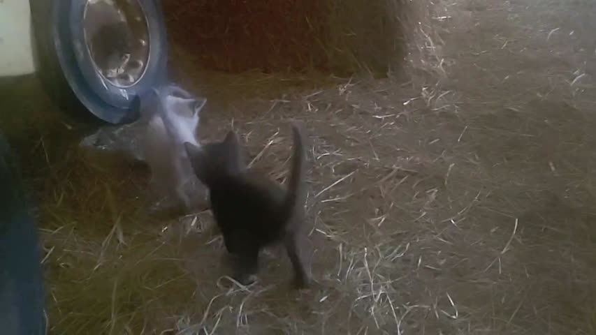 Kitties Playing! 