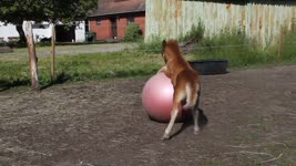 Baby Horse Rolls Ball Into Older Horses