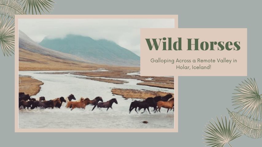 Wild horses in their element galloping across a remote valley in Holar, Iceland! 🐴🐴🐴