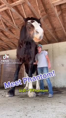 夏爾馬是世界上體型最大的馬種之一，站在身邊安全感滿滿（視頻）