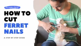 EASY/QUICK - How to TRIM Ferret Nails | Ferret Care