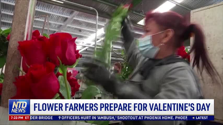 V1_FLOWER FARMERS PREPARE FOR VALENTINE'S DAY