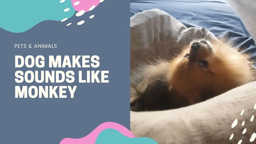 DOG MAKES SOUNDS LIKE MONKEY