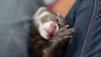 Ferret CLEANS himself thoroughly