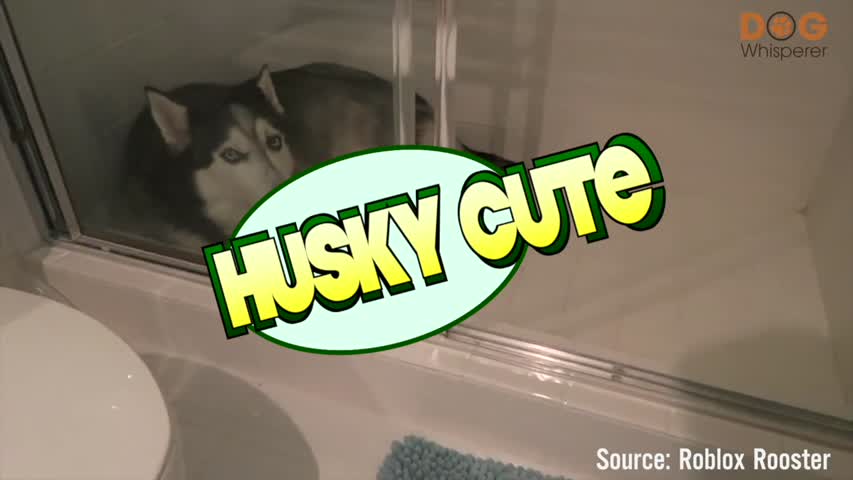 My Husky Doesn't Want a Bath!