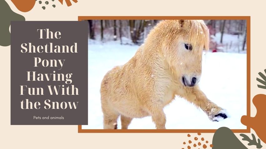 Alvin the Shetland Pony Having Fun With the Snow in Sweden