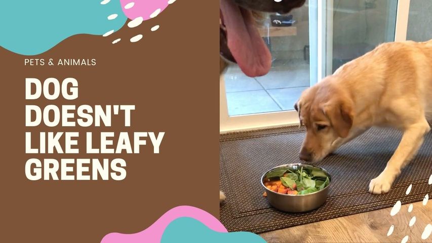 Dog Doesn't Like Leafy Greens