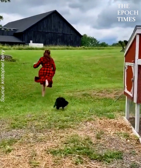 Rooster Chases Woman Every Morning