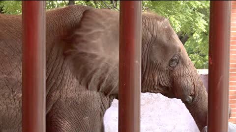 Как слона спасали от многолетней «зубной» боли