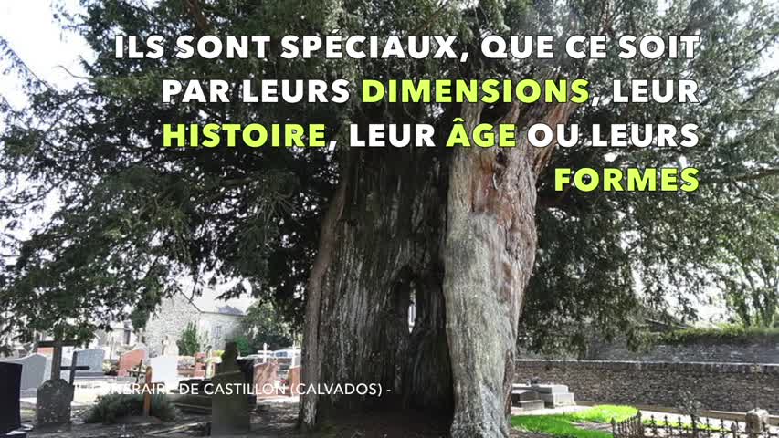 Découvrez 5 "arbres remarquables" de France - nous avons un patrimoine incroyable !