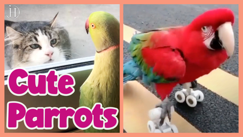 Funny Parrots Videos Compilation | Humanity Life