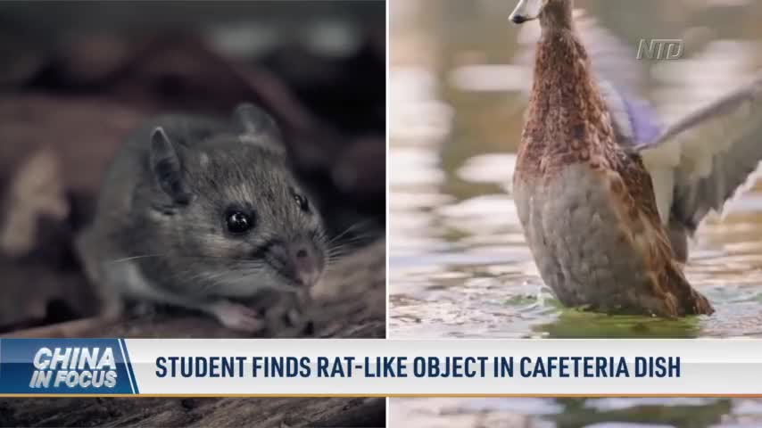 Student Finds Rat-Like Object in Cafeteria Dish