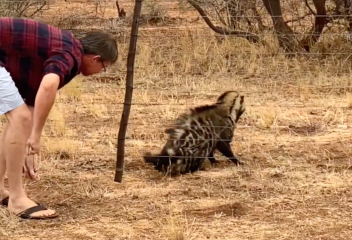 Touching moment man frees wild civet cat caught in fence in South Africa