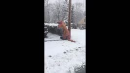 Tiny Arms Don't Stop 'T-Rex' From Digging Up a Storm During Nor'easter