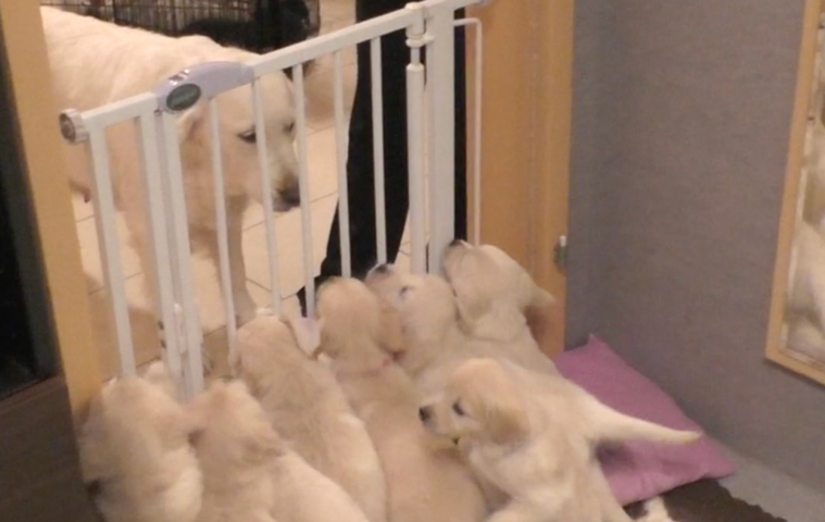 Mother Dog Teaches Her Puppies A Lesson in Patience