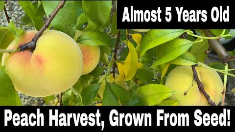 Peach Tree Grown From Seed - First Harvest!