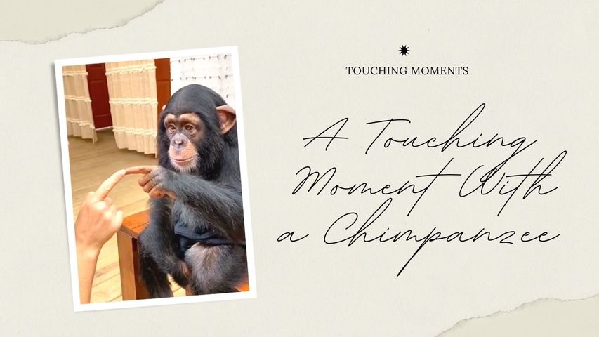 A Touching Moment With a Chimpanzee in South Carolina, USA. 🇺🇸