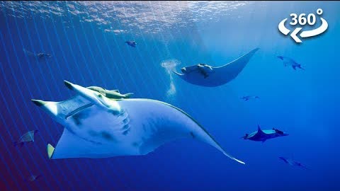 Diving Underwater With Elusive Devil Rays