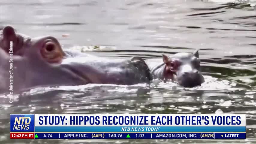 Study: Hippos Recognize Each Other's Voices