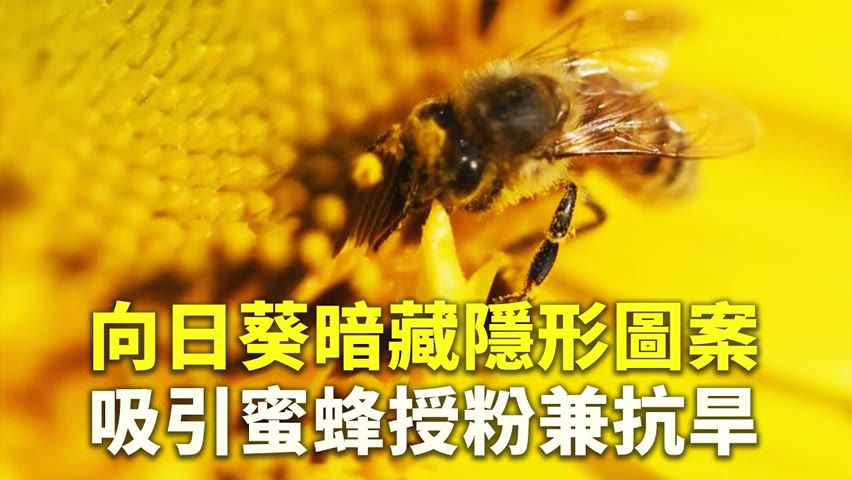 向日葵暗藏隱形圖案 吸引蜜蜂授粉兼抗旱 - 植物研究 - 國際新聞