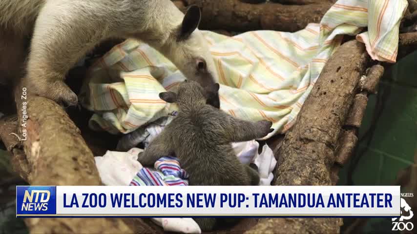 LA Zoo Welcomes New Pup: Tamandua Anteater