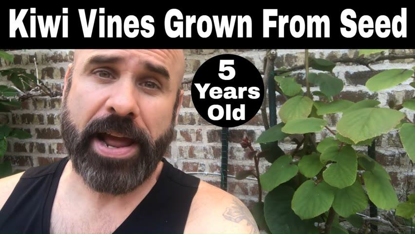 Kiwi Vines Grown From Seed - 5 Years Old (60 Months)