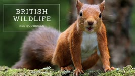 British Wildlife - Red Squirrels
